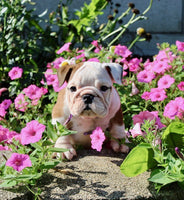 English Bulldog