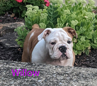 English Bulldog