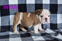 Winnie Female AKC English Bulldog $2000