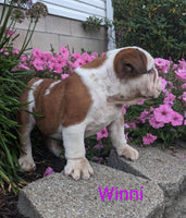 English Bulldog