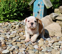 English Bulldog