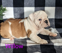 Willow Female AKC English Bulldog $2000
