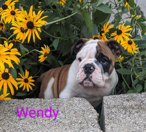 English Bulldog
