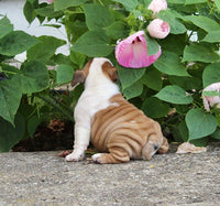 English Bulldog