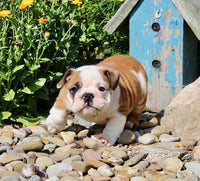 English Bulldog