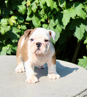 English Bulldog