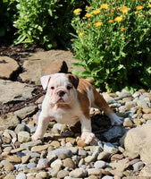 English Bulldog