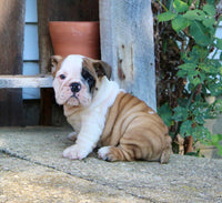 English Bulldog