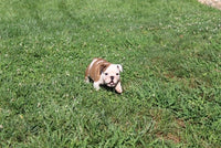 English Bulldog