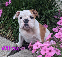 English Bulldog