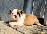 English Bulldog