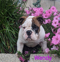 English Bulldog
