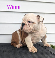 English Bulldog