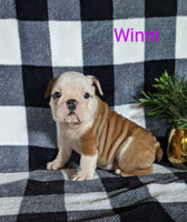 Winnie Female AKC English Bulldog $2000