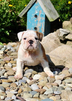 English Bulldog