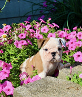 English Bulldog