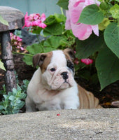 English Bulldog