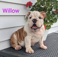 Willow Female AKC English Bulldog $2000