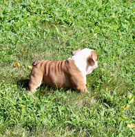 English Bulldog
