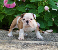 English Bulldog
