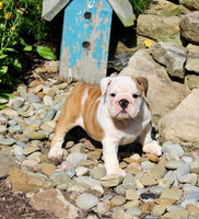 English Bulldog