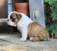 English Bulldog