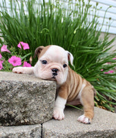 English Bulldog