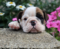 English Bulldog