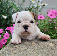 English Bulldog