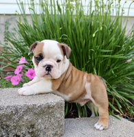 English Bulldog