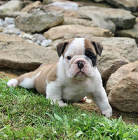 English Bulldog
