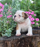 English Bulldog