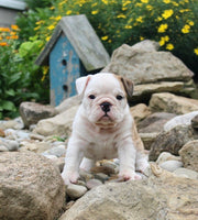 English Bulldog