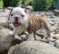 English Bulldog