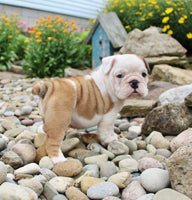 English Bulldog