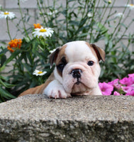 English Bulldog