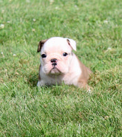 English Bulldog