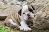 English Bulldog