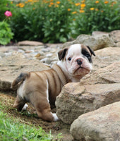 English Bulldog