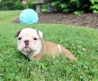 English Bulldog