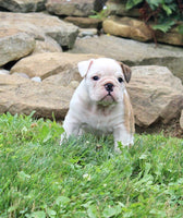 English Bulldog