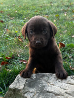 Labrador Retriever