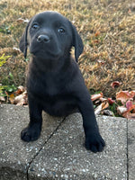 Labrador Retriever