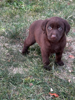  Labrador Retriever