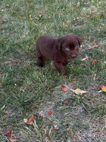 Labrador Retriever