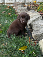  Labrador Retriever