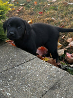 Labrador Retriever