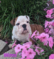 Winnie Female AKC English Bulldog $2000