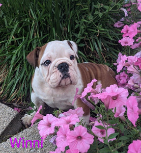 English Bulldog