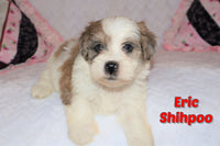Eric Male ICA Shihpoo $995